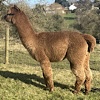 TOFT Nautilus Light Fawn Stud Male standing at TOFT Alpaca Stud